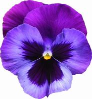 Image result for Violet Flower Clip Art