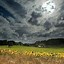 Image result for Sunflower Daisy