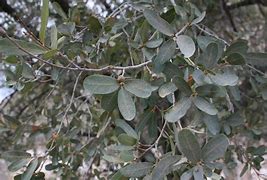 Image result for Mexican Oak Tree