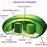 Image result for Plant Chloroplast