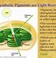 Image result for Photosynthesis Diagram AP Bio