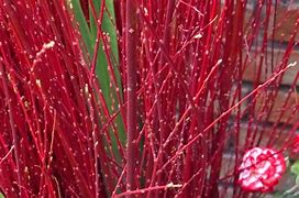 Image result for Willow Tree Symbol