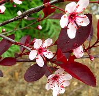 Image result for Purple Leaf Redbud Tree