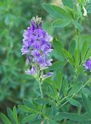 Image result for Alfalfa for Plants