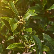 Image result for Bay Leaf for Cooking