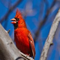 Image result for Cardinal Bird Song