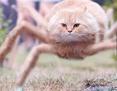 Image result for Spidar Cat