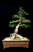 Image result for Chinese Elm Seeds