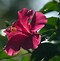 Image result for Black Hibiscus Flower