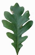 Image result for White Oak Tree Leaf