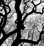 Image result for Tree Branch Silhouette Clip Art Border