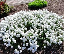 Image result for Annual Ground Cover Plants