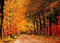 Image result for Autumn Turkey Scenes