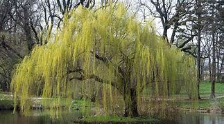 Image result for Weeping Willow Tree Top View