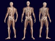 Image result for Hand Skeleton Anatomy