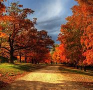 Image result for Fall Leaves Photography