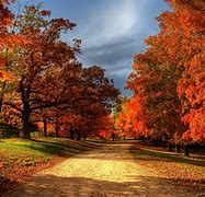 Image result for Fall Autumn Leaf