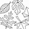 Image result for Maple Leaf Coloring