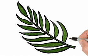 Image result for Simple Palm Leaf Drawing X