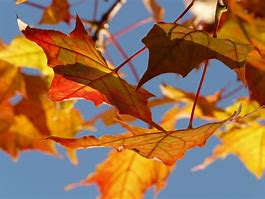 Image result for Falling Leaf Pattern