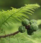 Image result for Bald Cypress Tree Clip Art