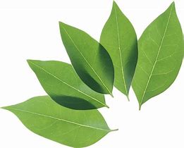 Image result for Creating Leaf Images with Transparent Background