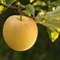 Image result for Golden Delicious Apple Tree Fall Color