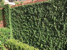 Image result for Ivy Wall Damage