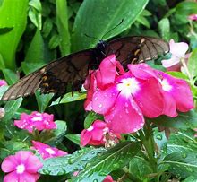 Image result for Purple Flowers Butterfly Background