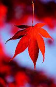 Image result for Fall Leaf Coloring Sheet