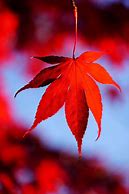 Image result for Maple Leaf Coloring