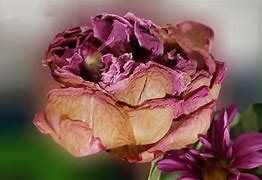 Image result for Peony Bloom