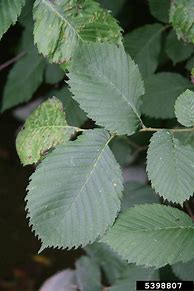 Image result for European White Elm