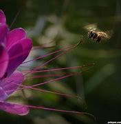 Image result for Rule of Thirds Photography Pink