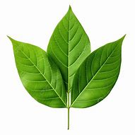 Image result for Leaf Brush Photoshop