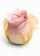 Image result for Dusty Rose Colored Silk Flowers