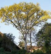 Image result for Golden Chain Tree