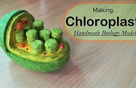 Image result for Chloroplast Model