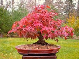 Image result for How to Grow Bonsai Tree