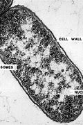 Image result for Bacteria Cell Image