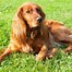 Image result for English Cocker Spaniel Short Hair