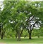 Image result for Elm Tree Seedlings