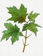 Image result for Maple Tree Branch Vector