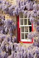 Image result for Pic of Entwining Vines and Flowers