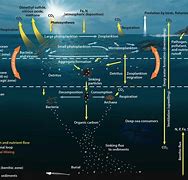 Image result for Carbon Cycle in the Ocean