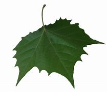 Image result for Falling Leaf Photography