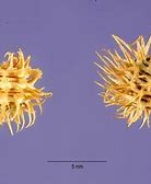 Image result for Medicago Laciniata