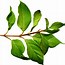 Image result for Leaf Branch Clip Art