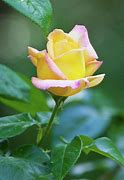 Image result for Love Yellow Rose