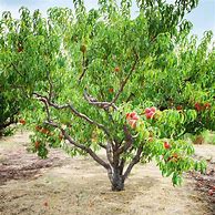 Image result for Contender Peach Tree